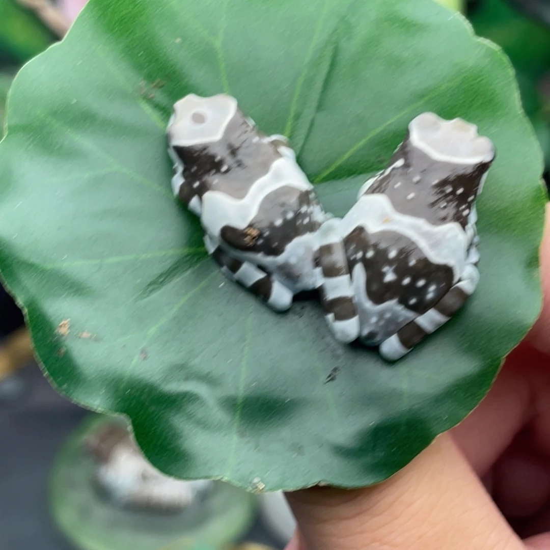牛奶蛙2只牛奶树蛙