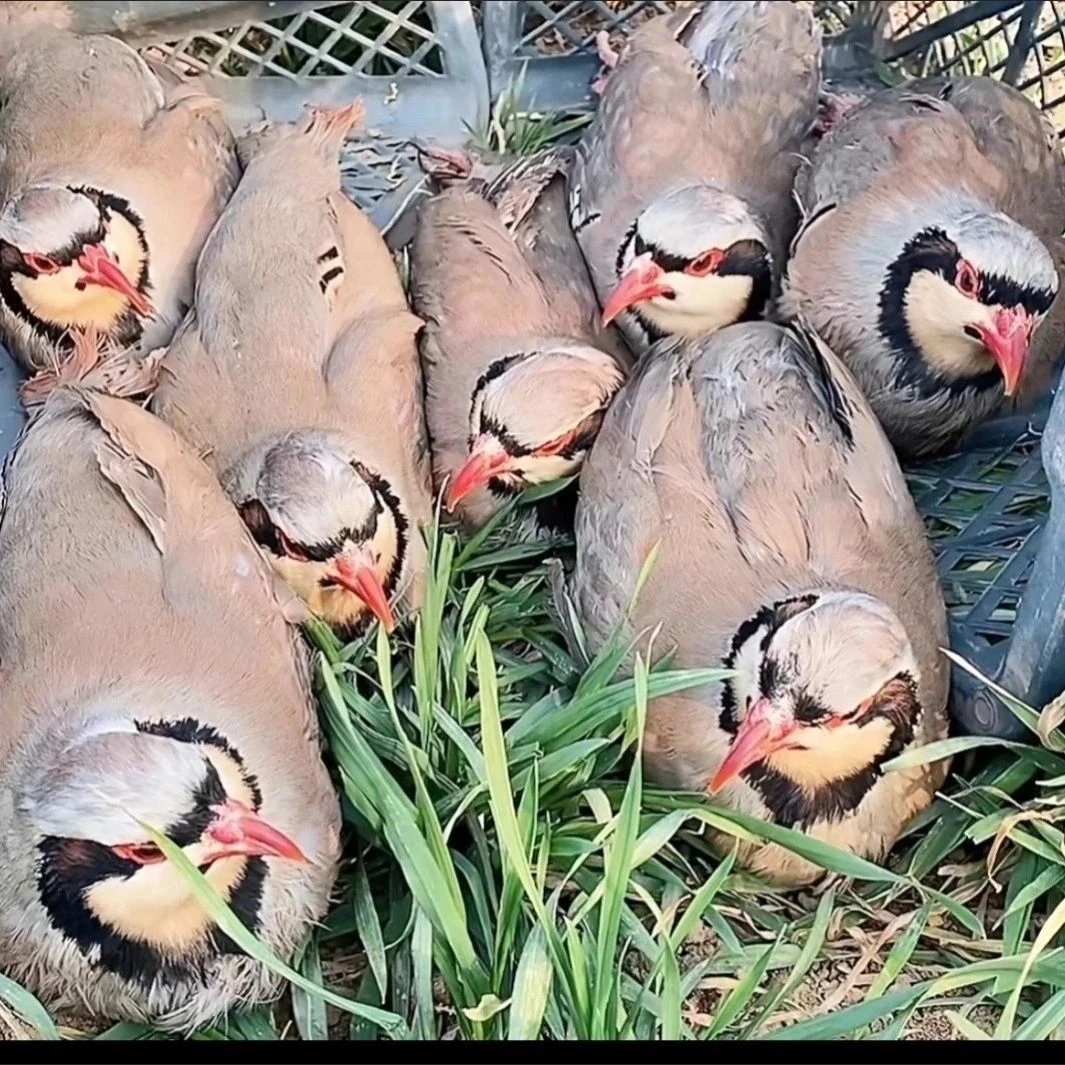 宠物鸡鹧鸪可繁殖呱呱鸡顺丰包邮包活