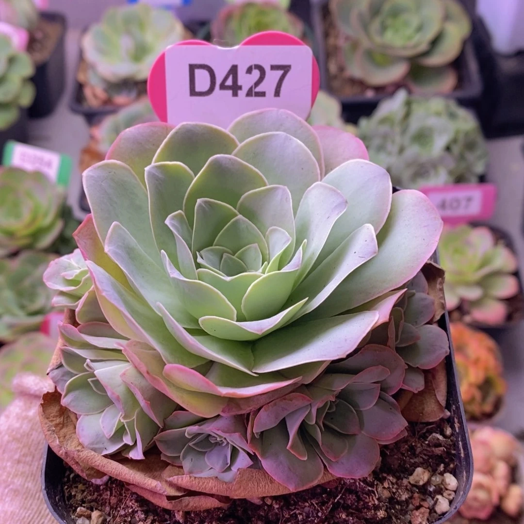 山地玫瑰一物一拍D427