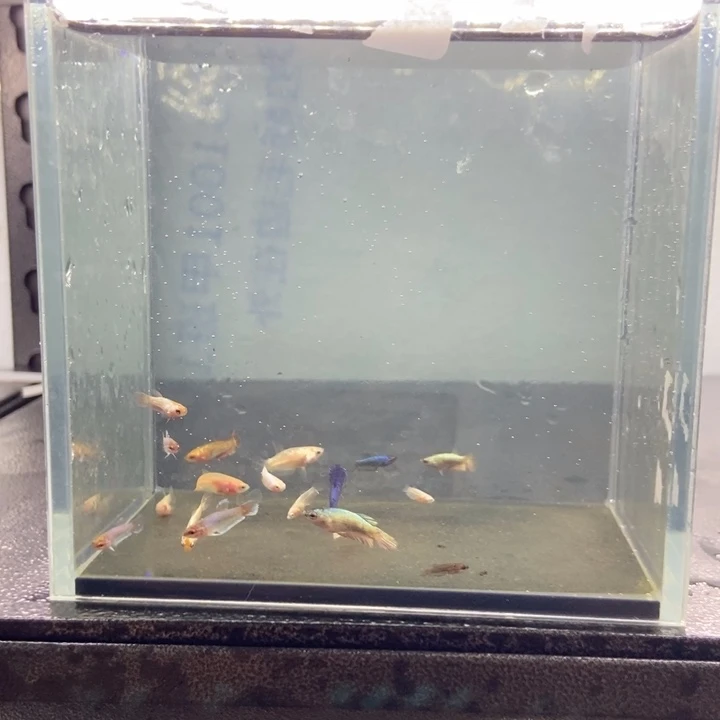 斗鱼包活不包损所见即所得125