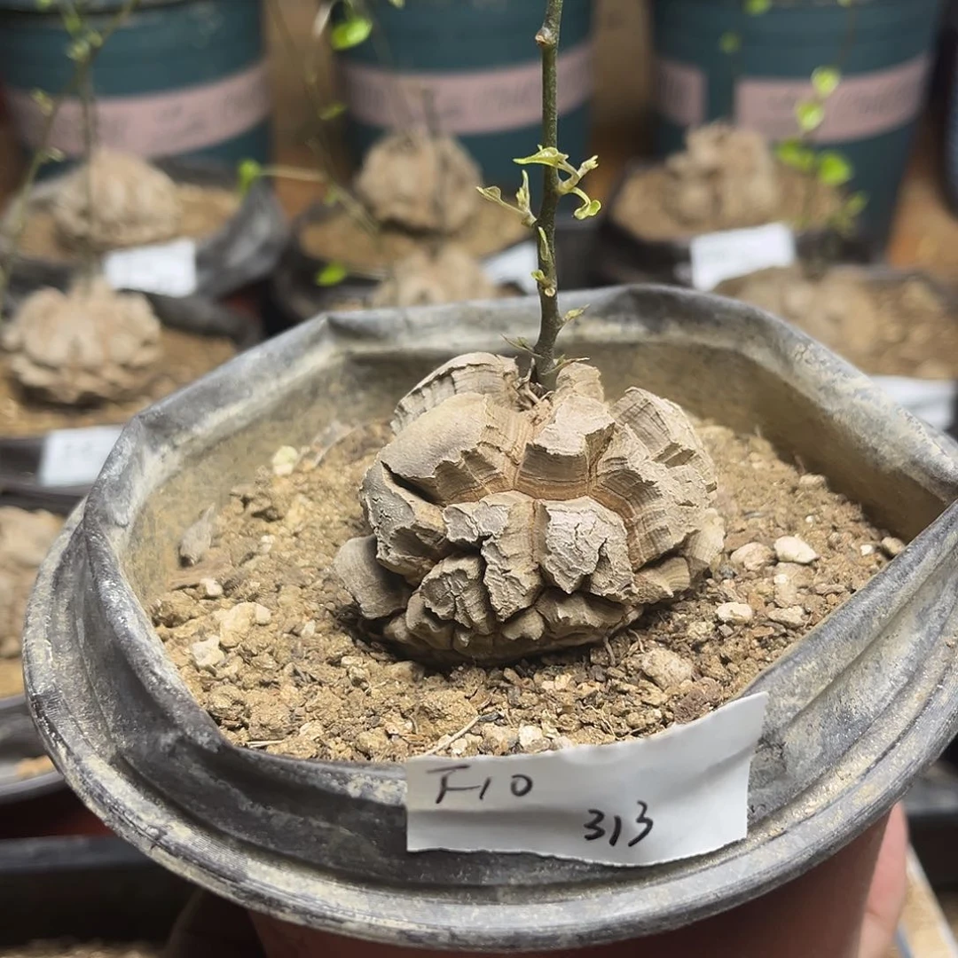 F10南非块根龟甲龙