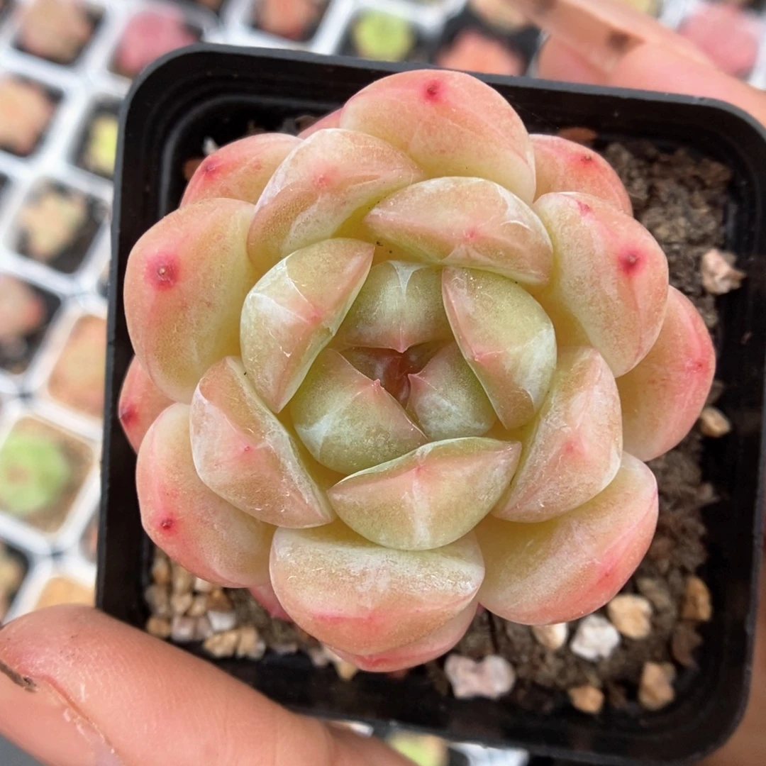 白雪珍妮可拍400号