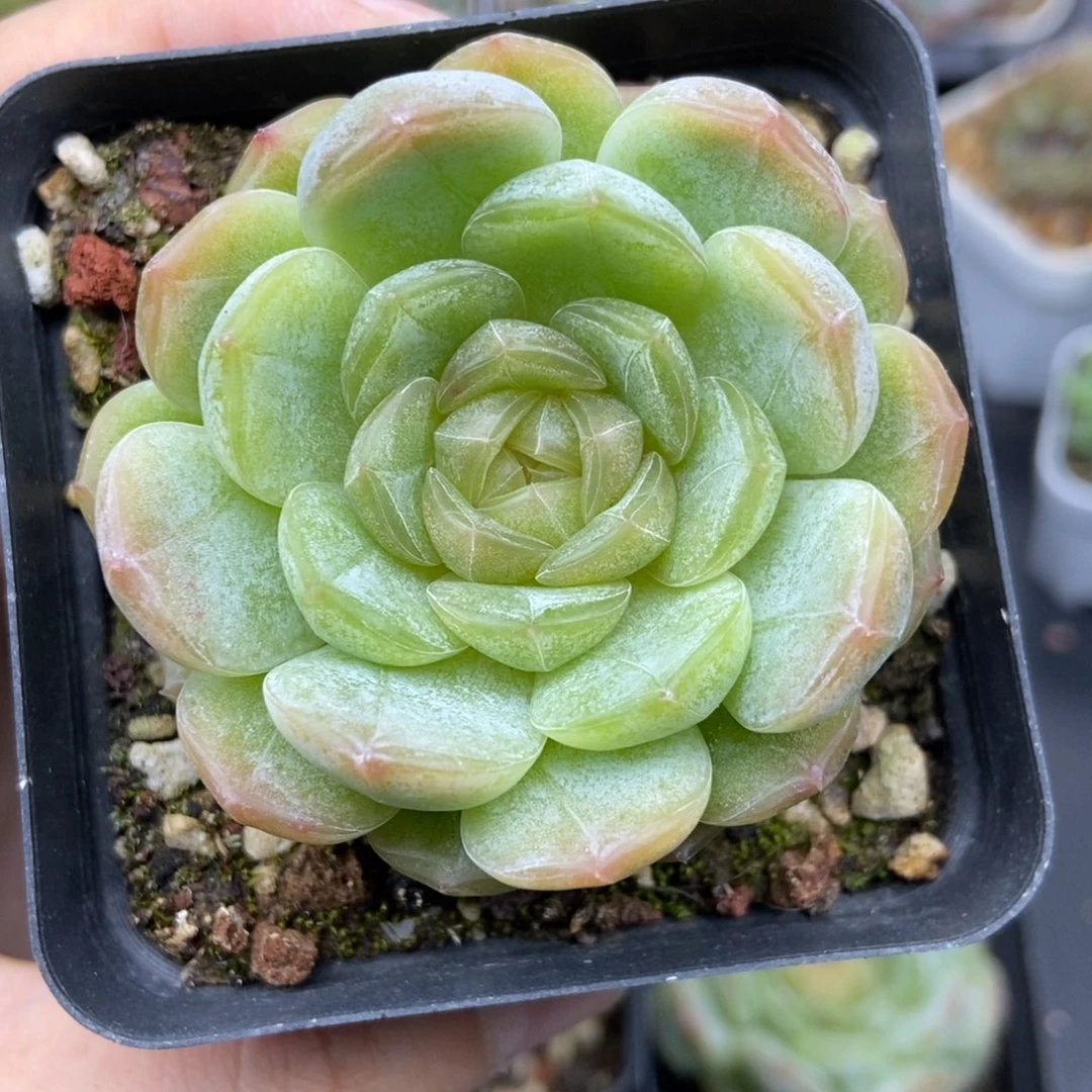 宝****记多肉植物。