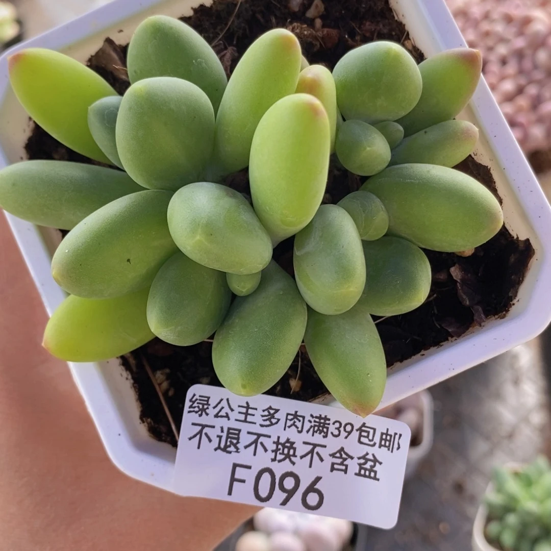 芒果kk奶8cm096多肉植物