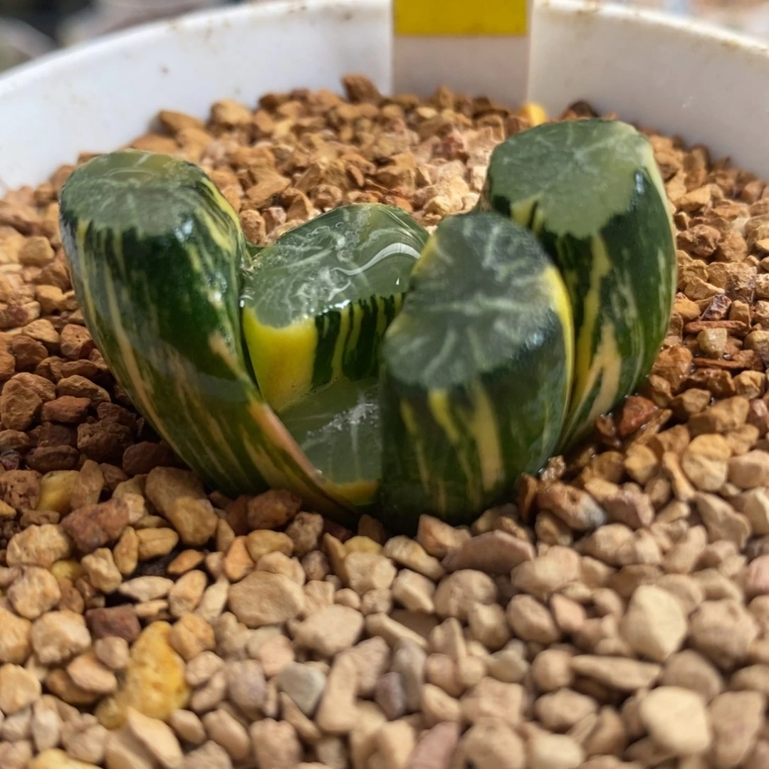 154白妙万象锦一物一拍