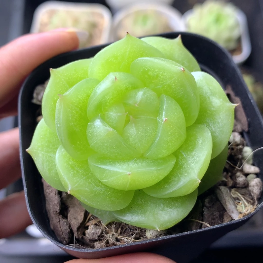 58包邮  群生不包整 24