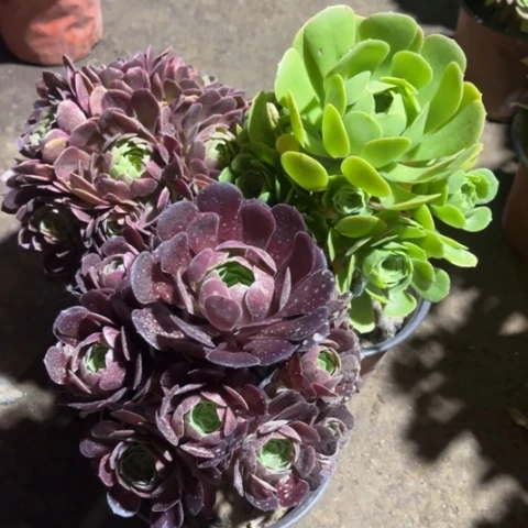 132多肉植物组合
