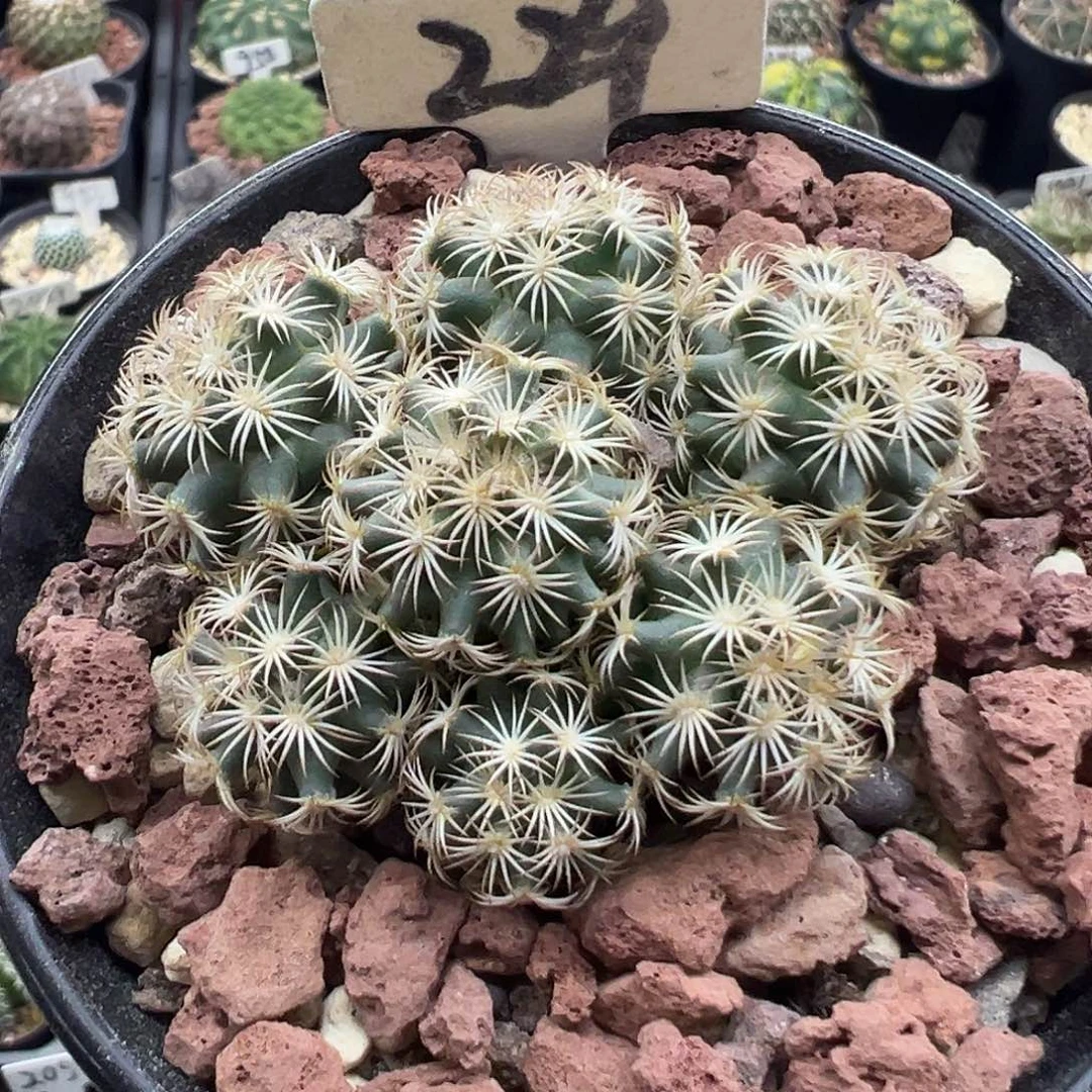 229顶花海胆群实生