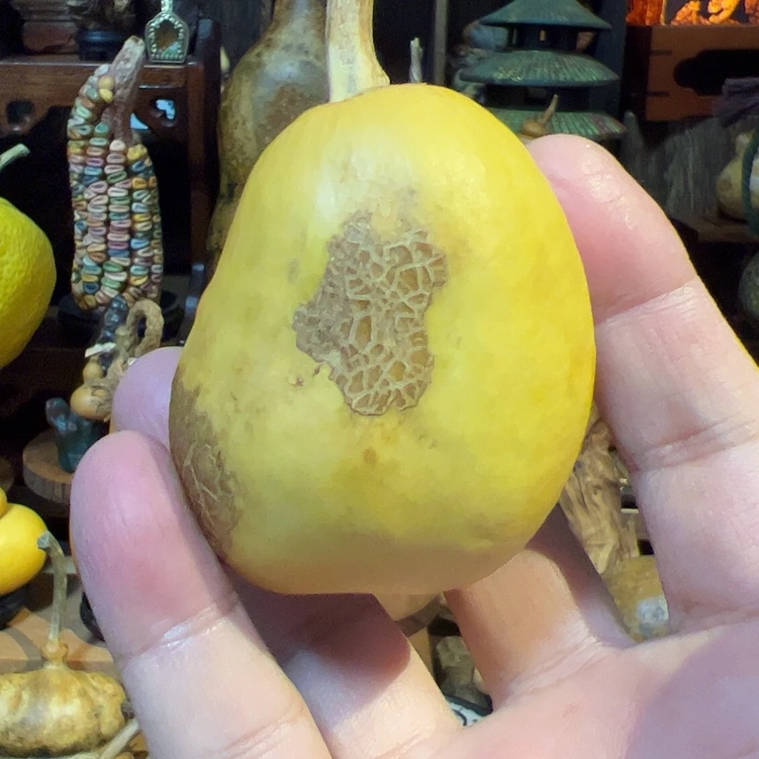 年***泽大叶紫檀（黑酸枝木类）