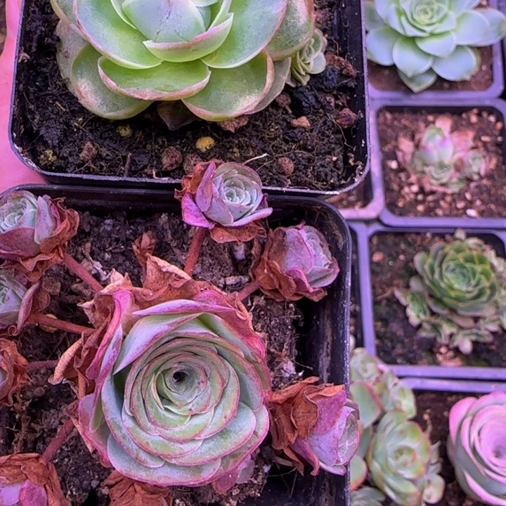 福利28425525685686956856699