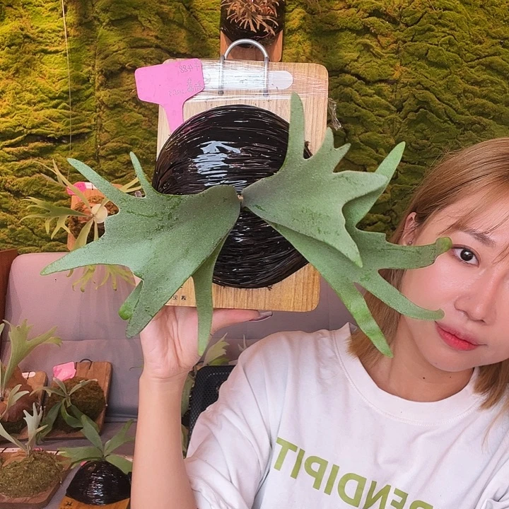 完全开放nnok 3混