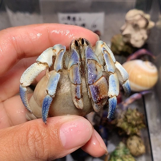 2.7口径奔跑的寄居蟹48