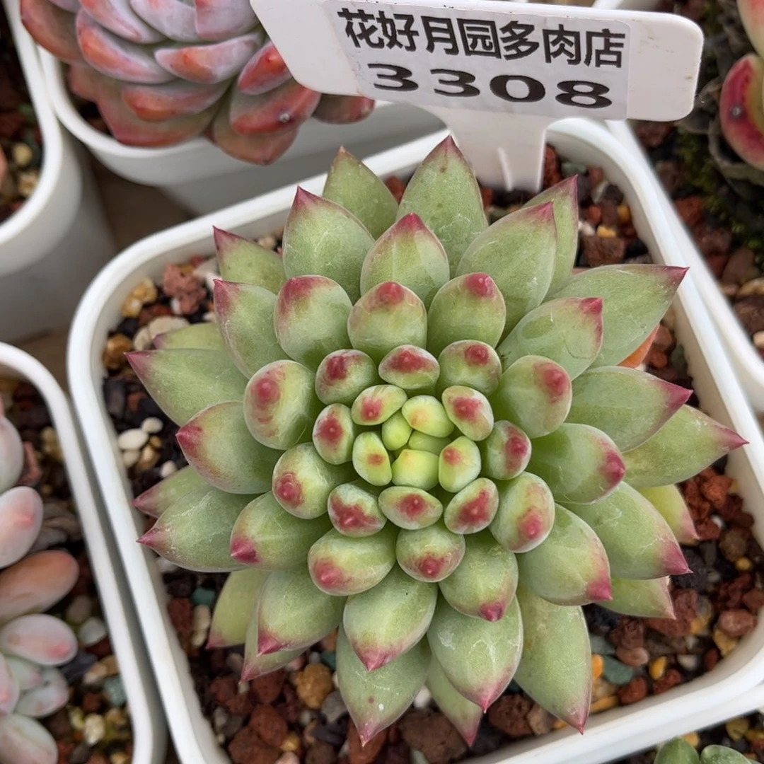 多肉植物3308 一定要拍个冷链哦