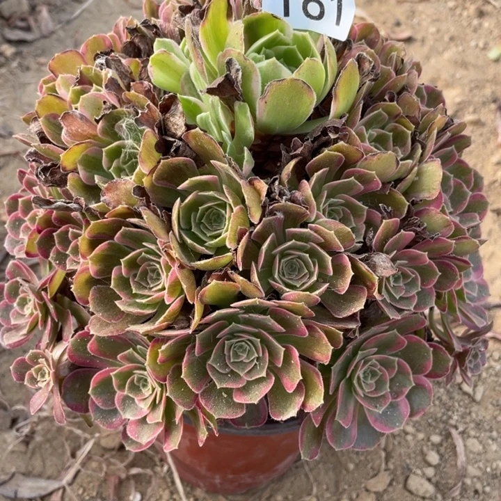 无花朵161多肉植物安娜