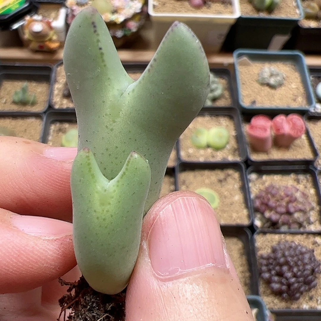 【闪购商品】324 皮卡丘
