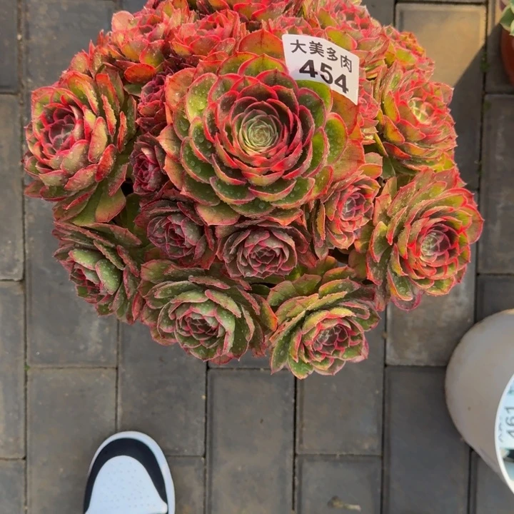 小*侠粉花妖宝塔454肉肉