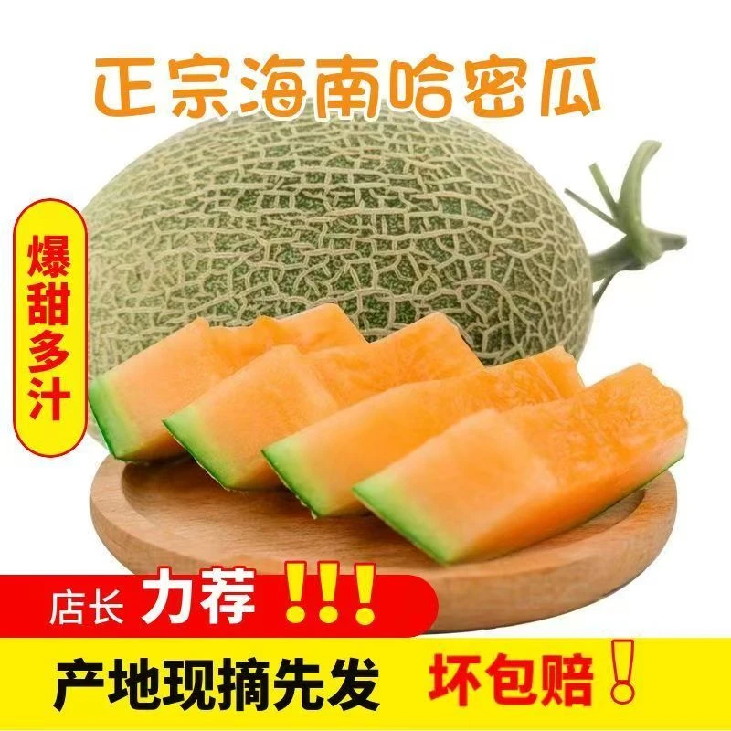 当季海南甜蜜多汁哈密瓜新鲜海南哈密瓜当季新鲜网纹瓜直发批发价