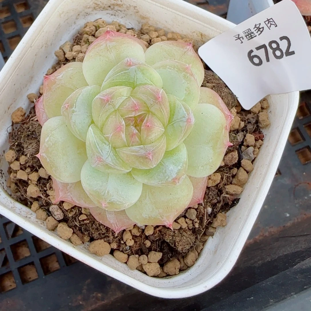 孤品福利，6782多肉植物