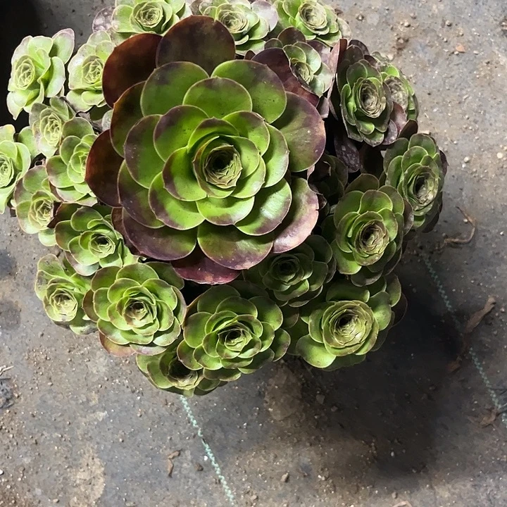 多肉植物枚金玫瑰……