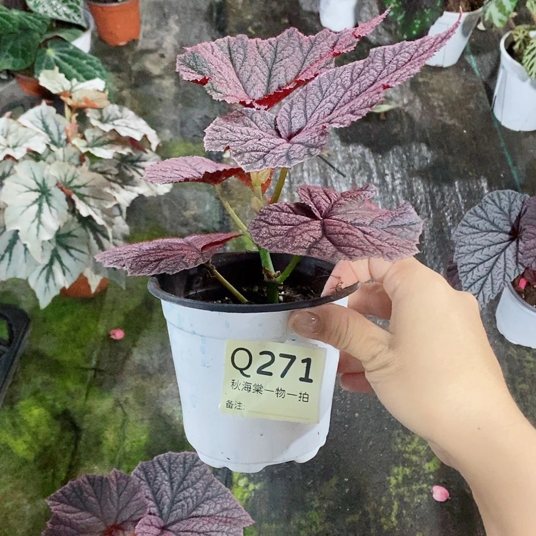 当前无花栽培后可以开花m**o秋海棠271