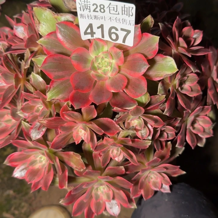 4167浣纱多肉植物