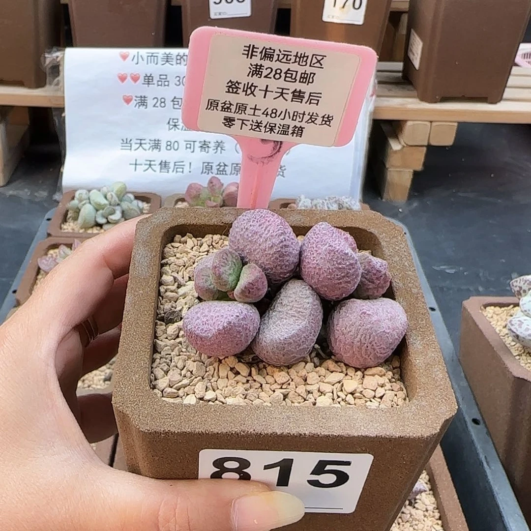 815亚当多肉植物