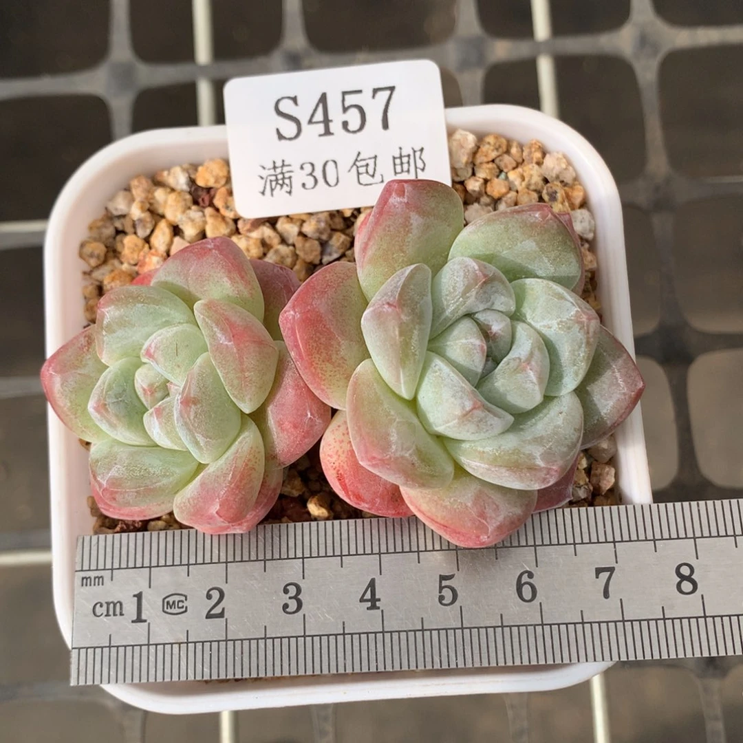 恰***好457双头老桩冰玉冠服7