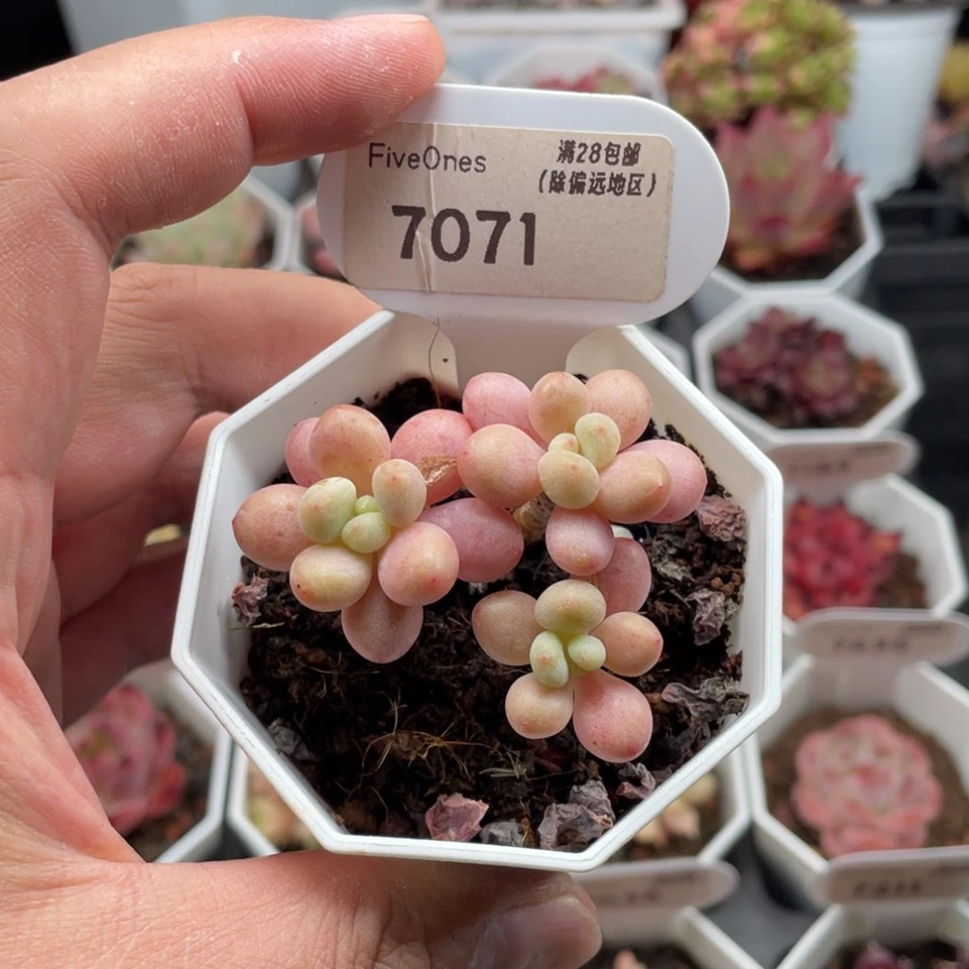 鱼子酱7071-5厘米