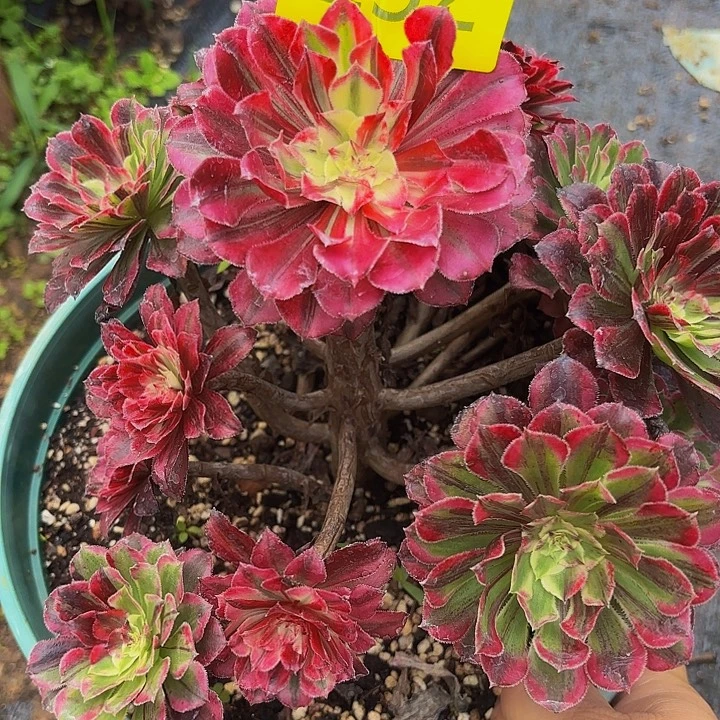 多肉植物同花顺232号