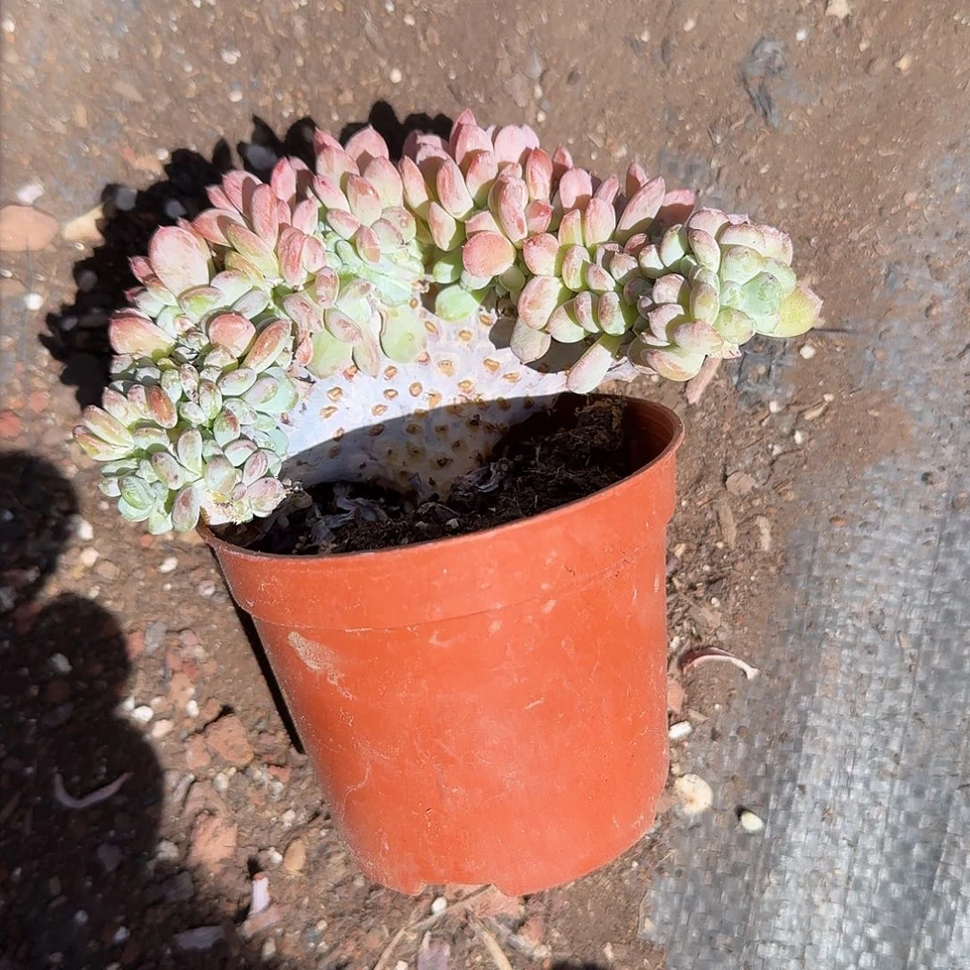 玛瑙缀化多肉植物