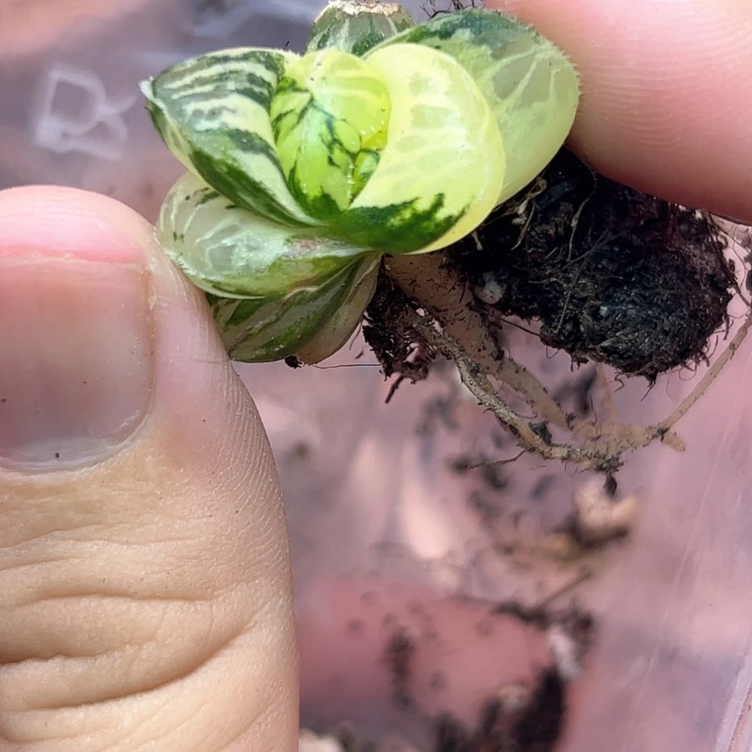 粉黛锦十二卷多肉植物