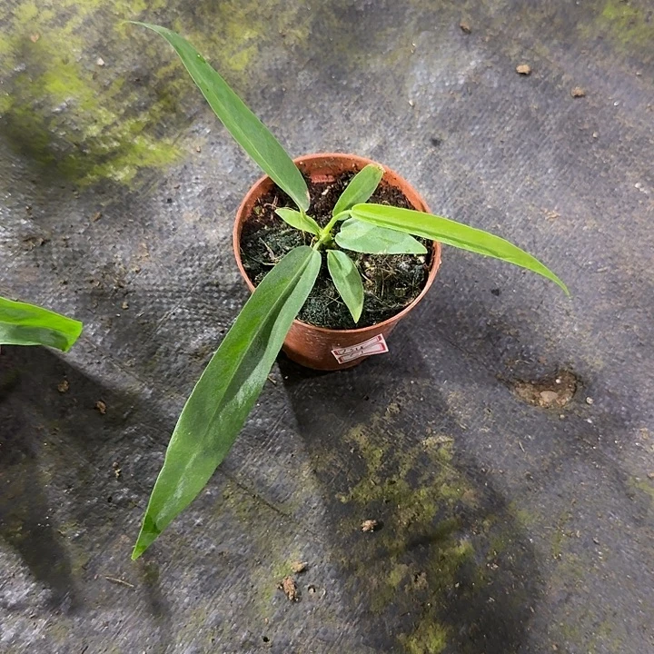 泊***言无花朵银脉丝绸领带