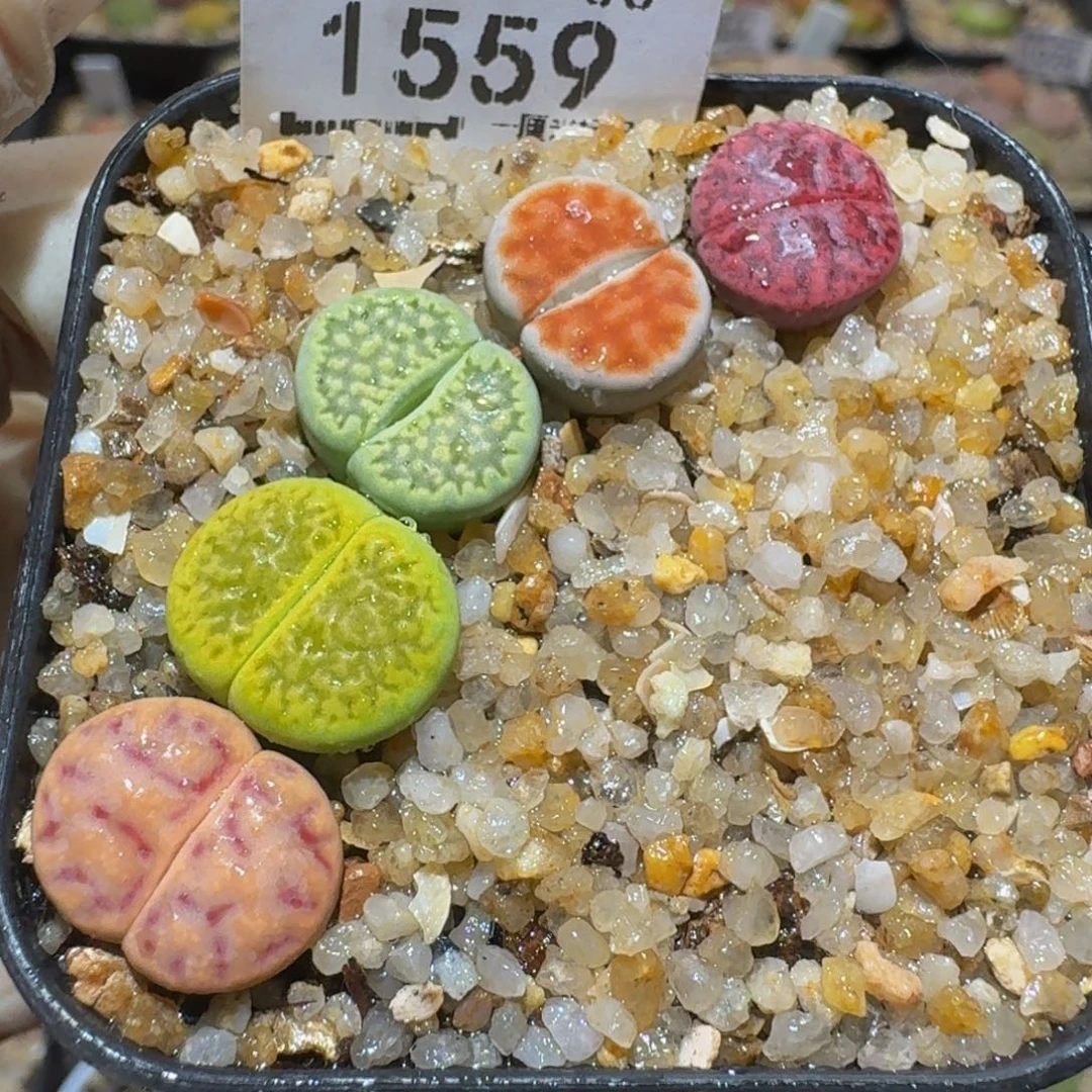 Ssss精品生石花1559
