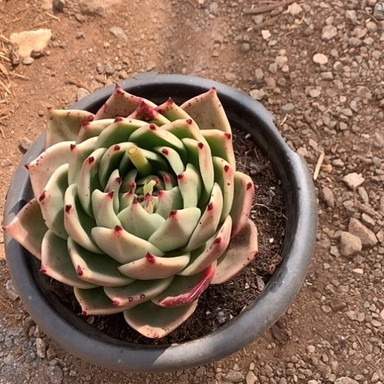 像****?买肉特价活动开始啦