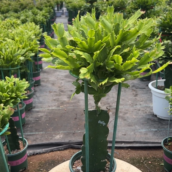 荷花仙子蟹爪兰2426
