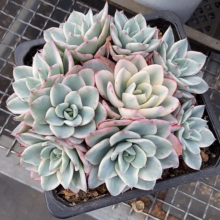 奶油黄桃锦带宽锦头