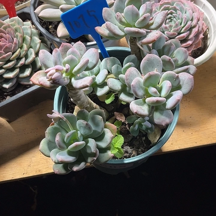 三***叭000000000000000001075