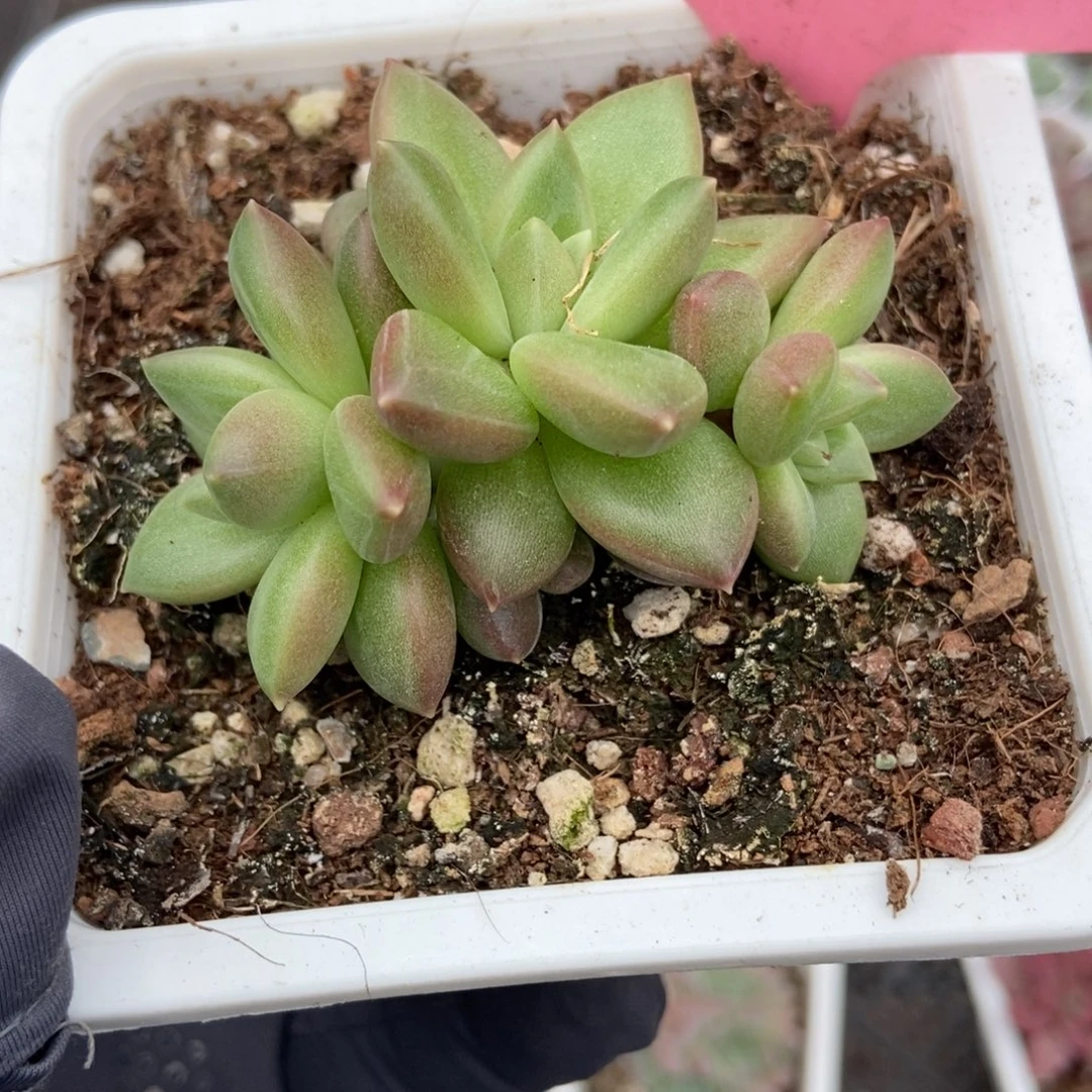 103迷雾泡泡多肉植物