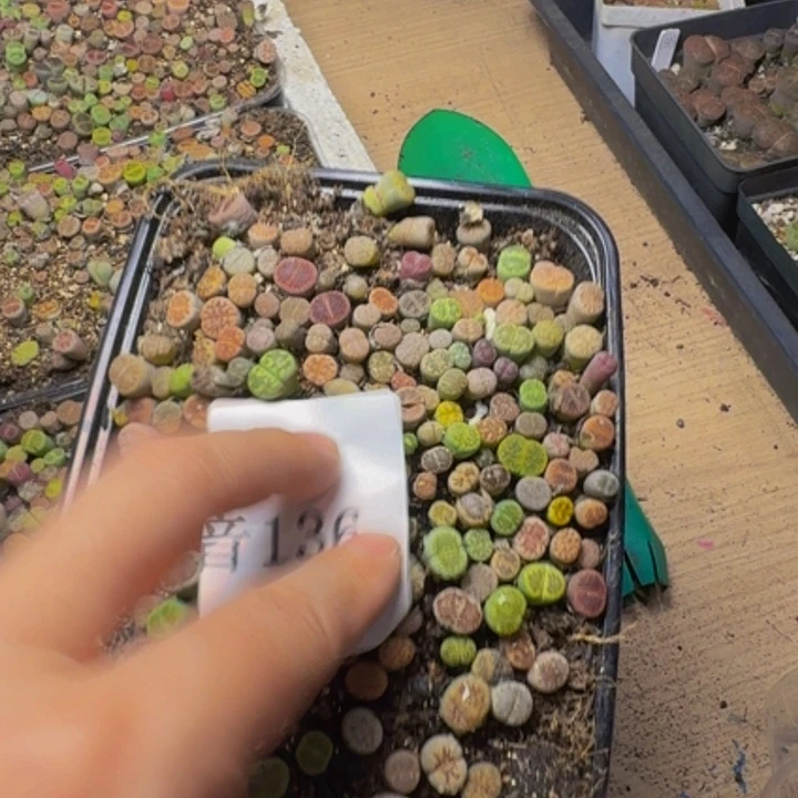阿****多肉植物的生长发育136