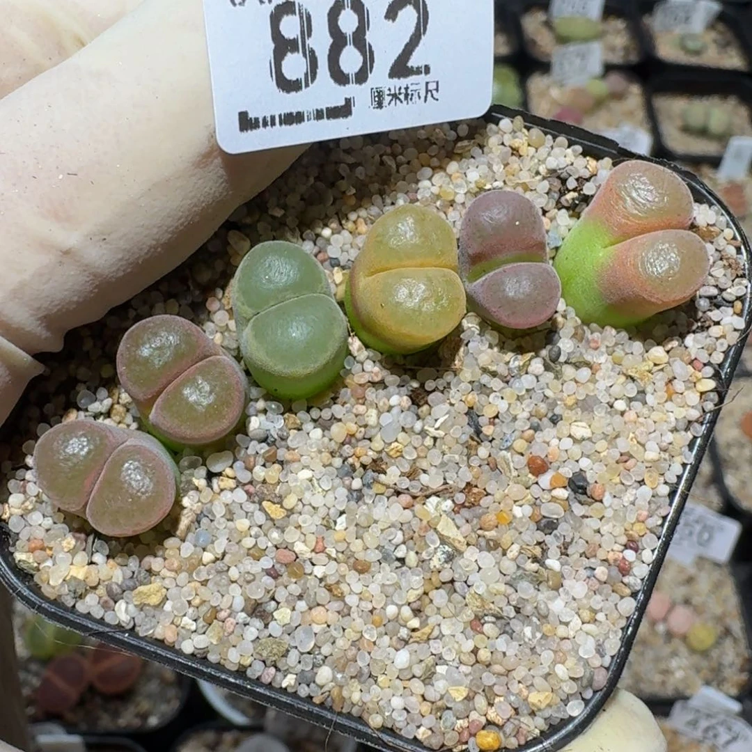 zzzzz生石花肉锥882