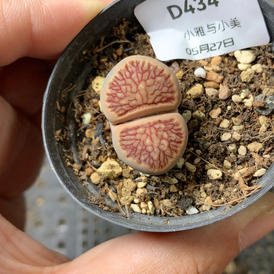 D434多肉植物保护研究所