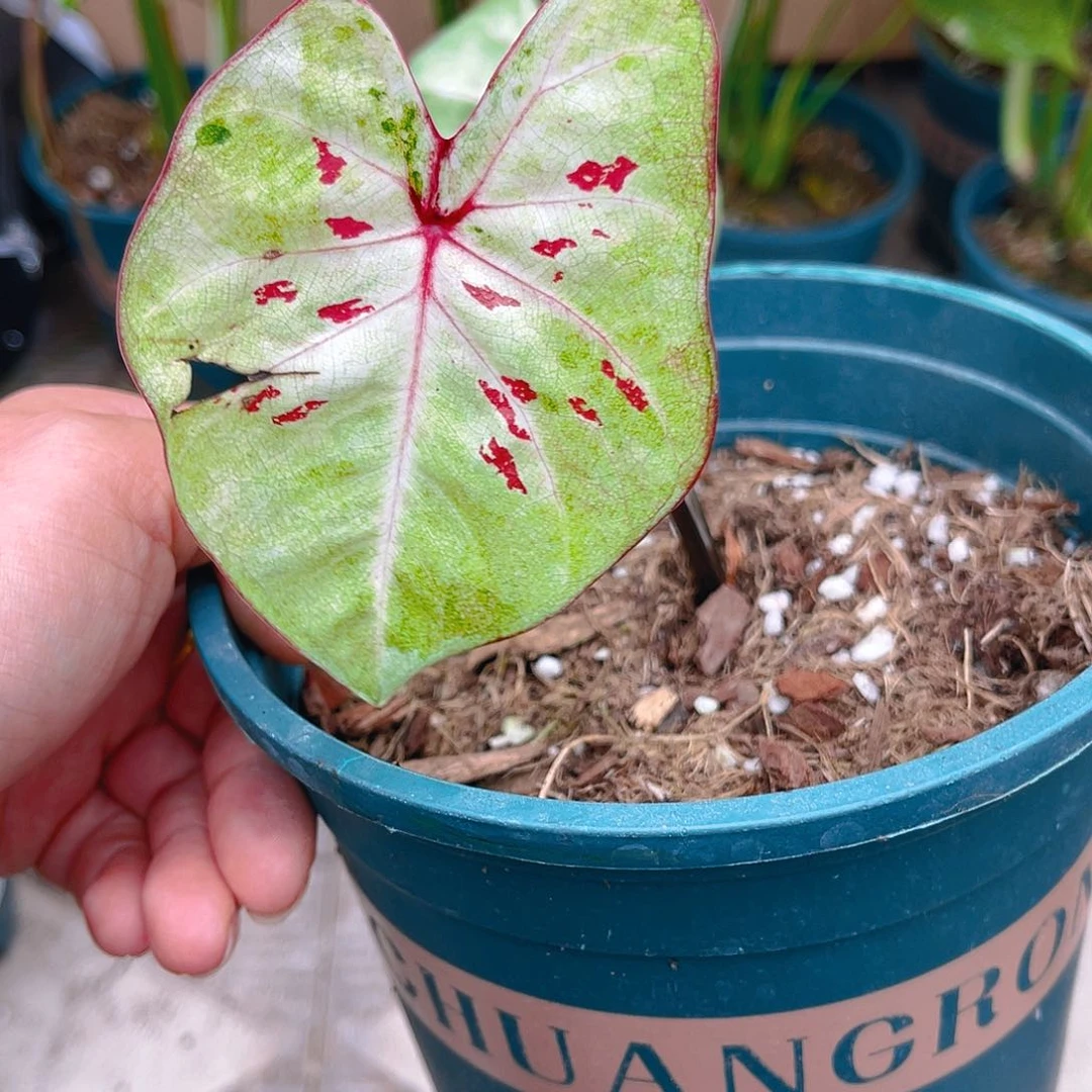 完全开放风***～泰彩一物一拍2544