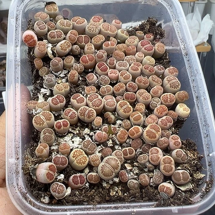 520尺寸特别小颜值超级高