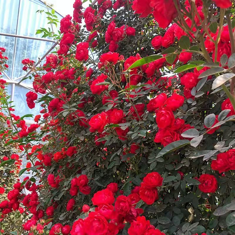 红木香花苗爬藤植物四季开花耐寒好养浓香庭院花卉盆栽