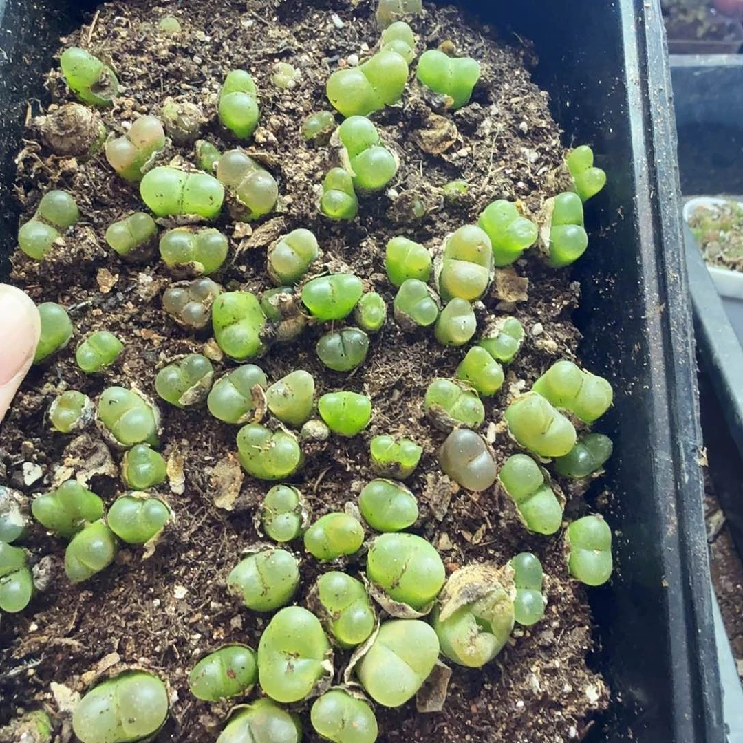 小***总多肉葡萄的季节来咯啊194