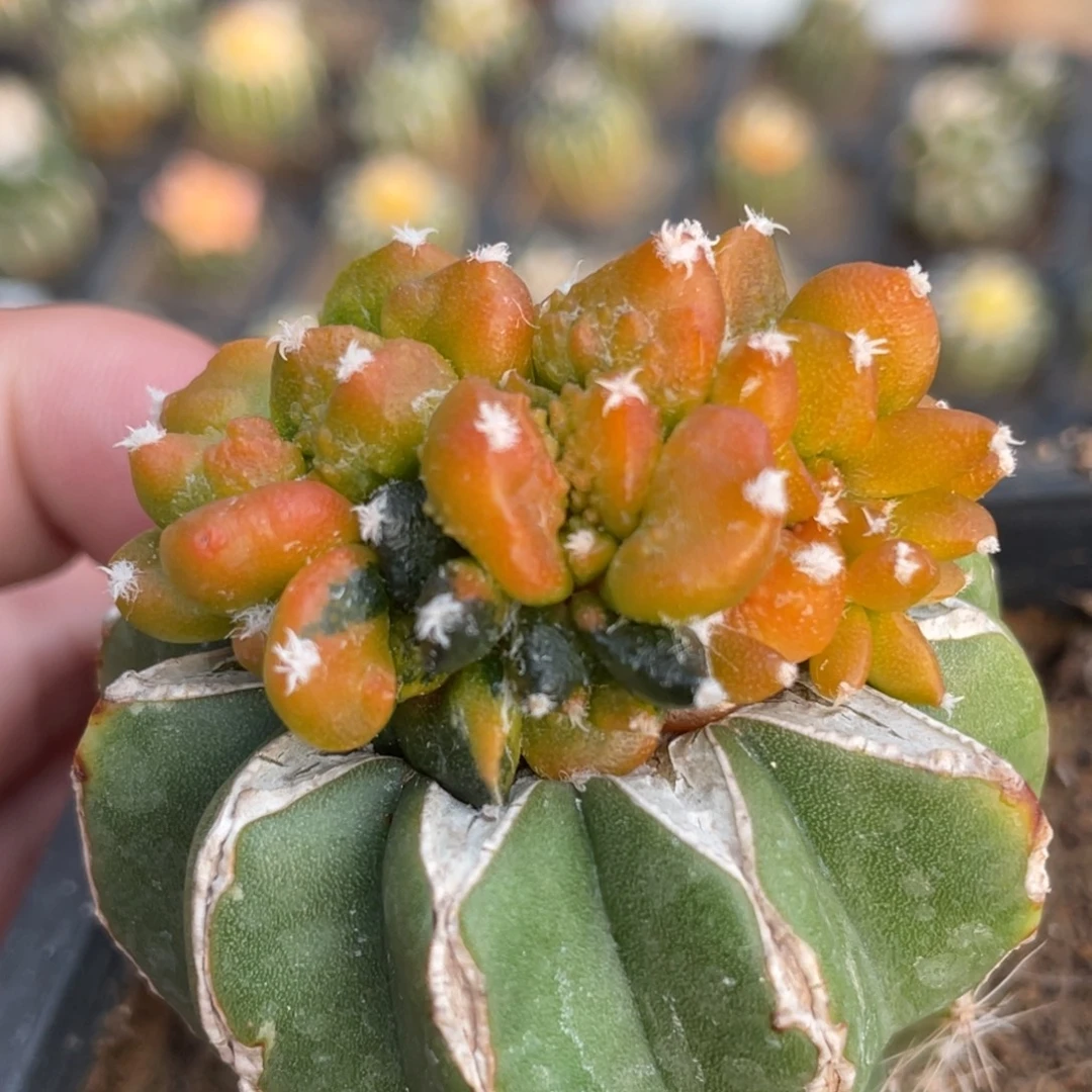 全部花朵花锦牡丹锦群体734