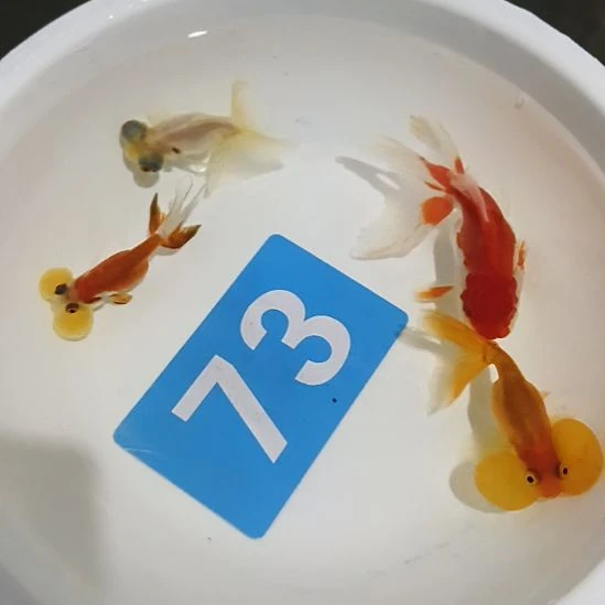 平***活金鱼金鱼金鱼金鱼金鱼73