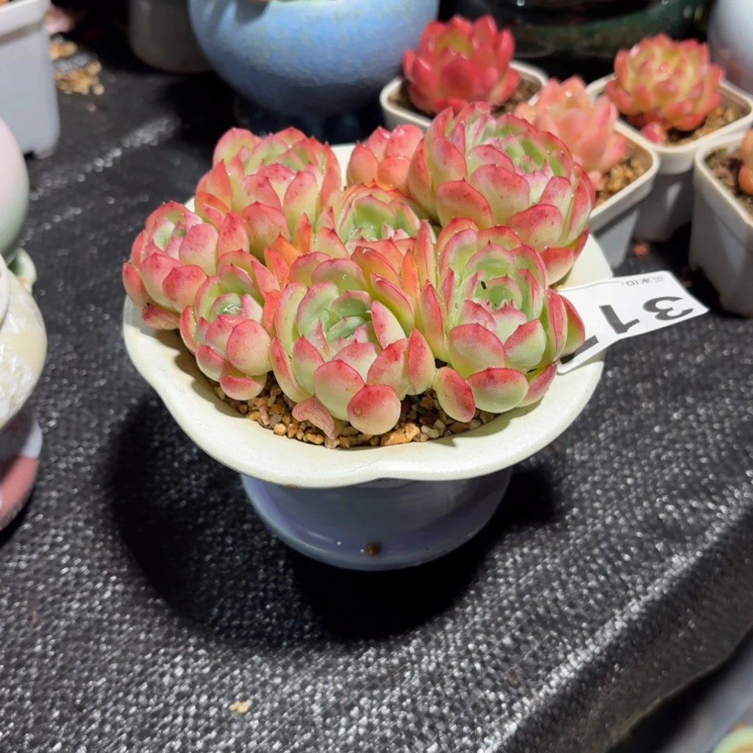 馨***妤草莓冰多肉带盆发货317