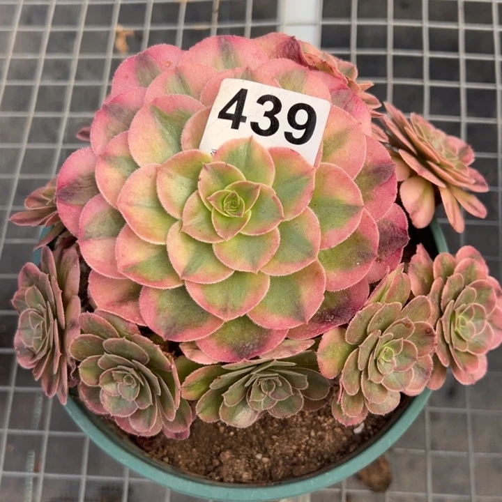 439荔枝20厘米左右