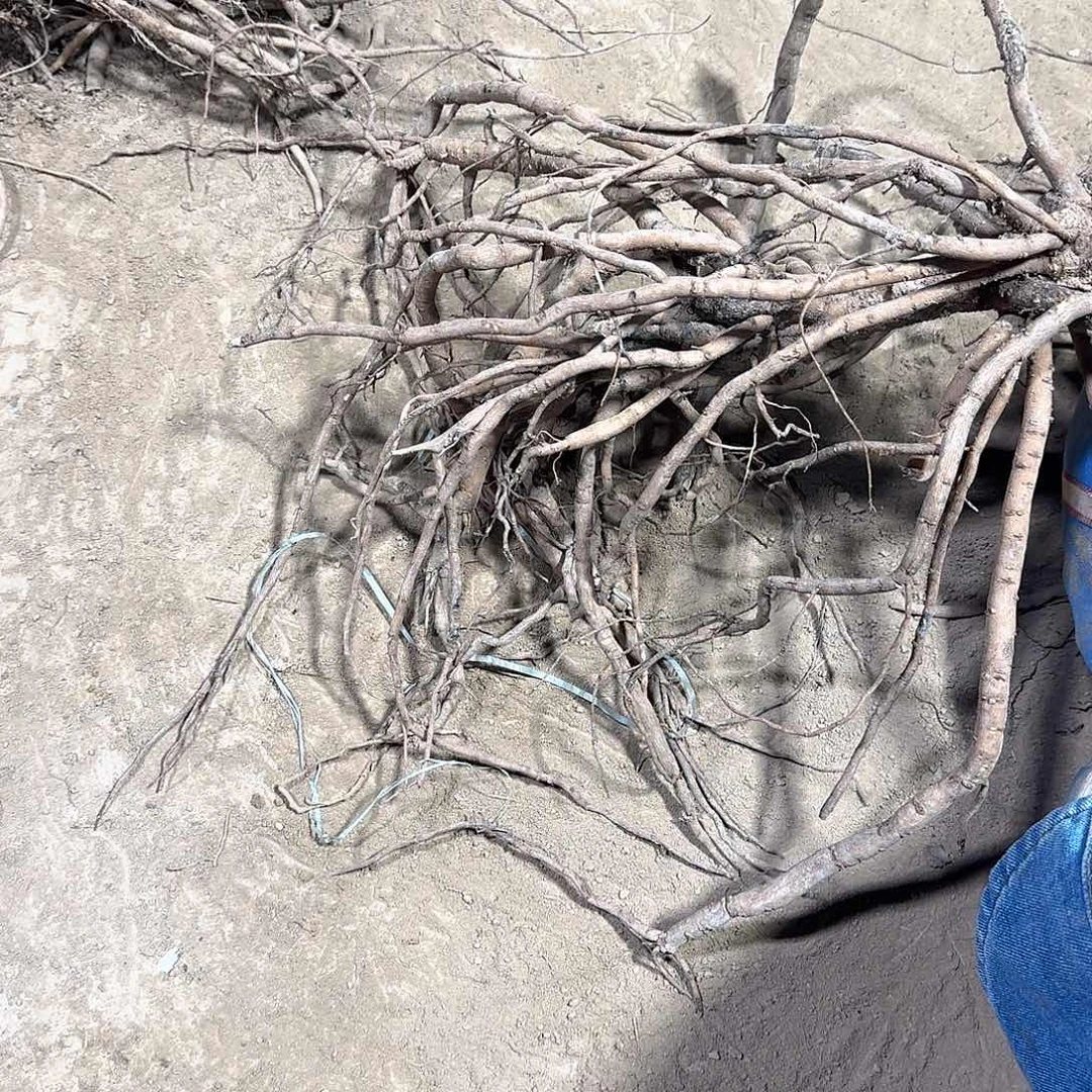 完全开放111111111111